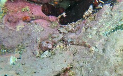 Axoclinus storeyae
