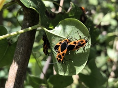 Tropidothorax sinensis