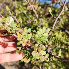 Bursera exequielii