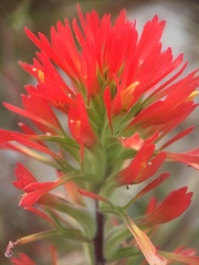 Castilleja bryantii