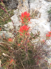 Castilleja bryantii