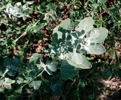 Chenopodium opulifolium