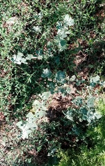 Chenopodium opulifolium