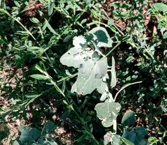 Chenopodium opulifolium