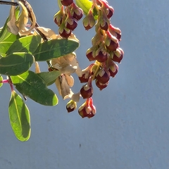 Stegnosperma halimifolium