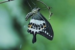 Papilio liomedon