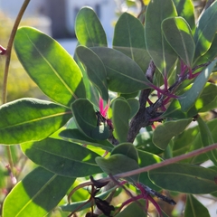 Stegnosperma halimifolium