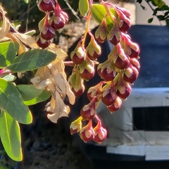 Stegnosperma halimifolium