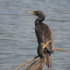 Phalacrocorax fuscicollis