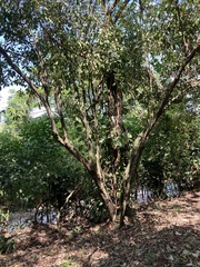 Thespesia populnea