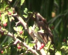 Luscinia megarhynchos