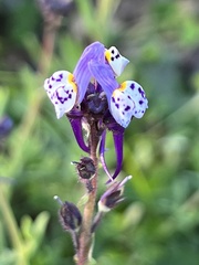Linaria amethystea