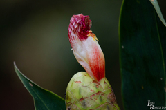 Costus laevis image