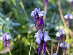 Linaria amethystea