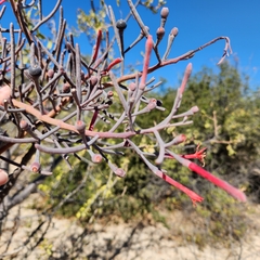 Psittacanthus sonorae