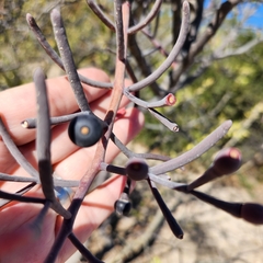 Psittacanthus sonorae