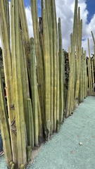 Lophocereus marginatus