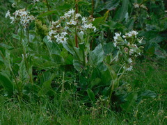 Senecio smithii