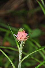 Ananas comosus microstachys
