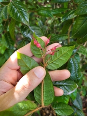 Hirtella rugosa