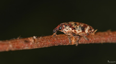 Hypolixus pica