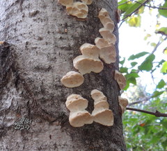 Rigidoporus