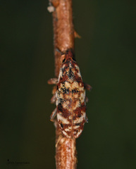 Hypolixus pica