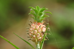 Ananas comosus microstachys