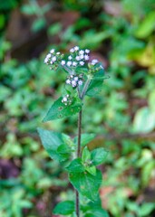Ageratum conyzoides