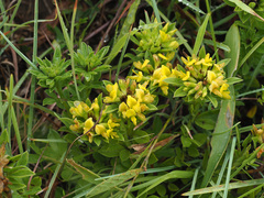 Leobordea