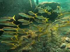 Mulloidichthys dentatus