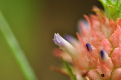 Ananas comosus microstachys