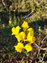 Linaria spartea