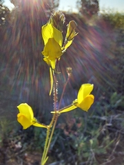 Linaria spartea