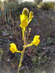 Linaria spartea