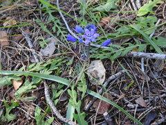 Scilla odorata