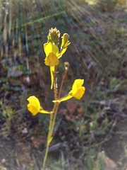 Linaria spartea
