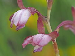 Eulophia zeyheriana