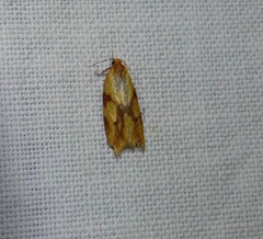 Sparganothis sulfureana