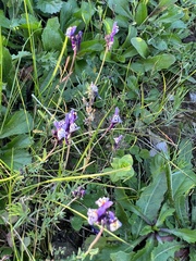 Linaria amethystea