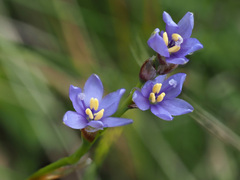 Aristea abyssinica