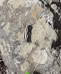 Calliptamus plebeius