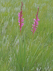 Watsonia densiflora