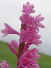 Watsonia densiflora