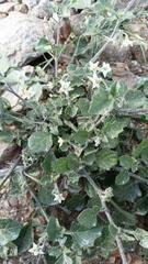 Solanum villosum