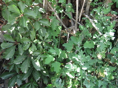 Chenopodium ucrainicum