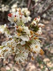 Prunus angustifolia