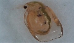 Simocephalus