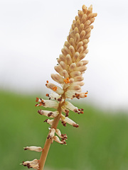 Kniphofia buchananii