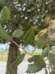 Quercus suber